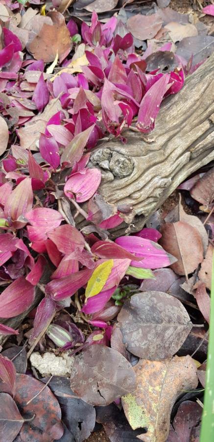 האזיביו A Farm Stay - Casablanca'S Private Cottage,No Loadshedding! מראה חיצוני תמונה